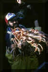 holdingcrabs.jpg (197484 bytes)