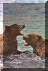 webbears.jpg (527537 bytes)